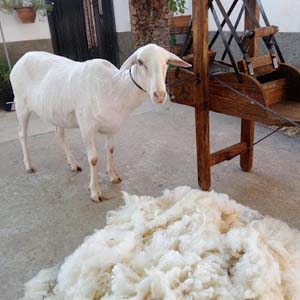 Transformación de la lana